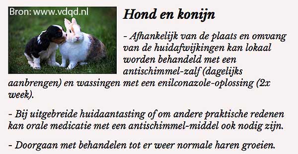 VDQD behandle advies voor honden met een schimmel infectie